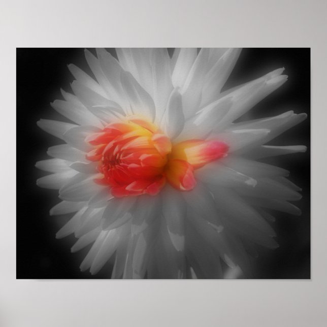 Red Dahlia Blume partielle Farbe Poster (Vorne)