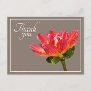 Red Dahlia Blume Taupe Hintergrund Vielen Dank Postkarte