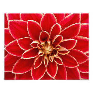 Red Dahlia Fotodruck