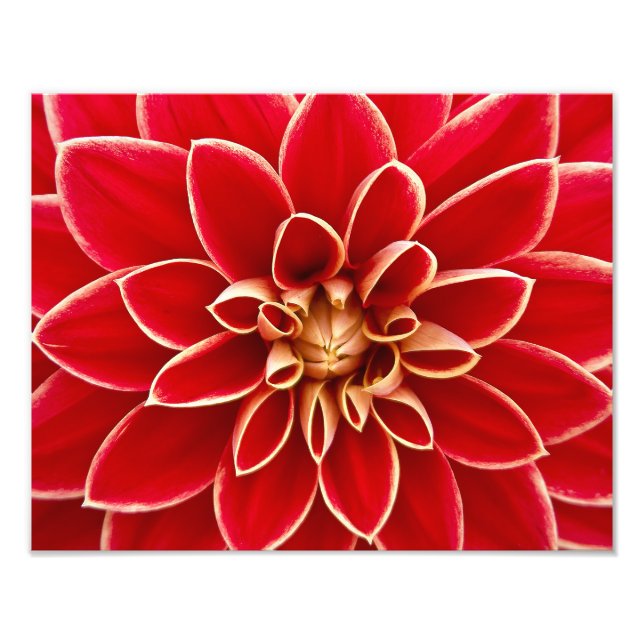 Red Dahlia Fotodruck (Vorne)