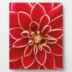 Red Dahlia Fotoplatte