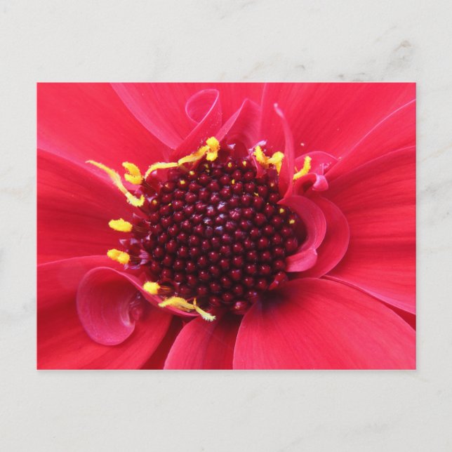 Red Dahlia Nah-up Postkarte (Vorderseite)