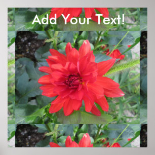 Red Dahlia Pflanze Poster