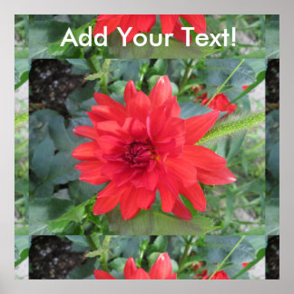 Red Dahlia Pflanze Poster