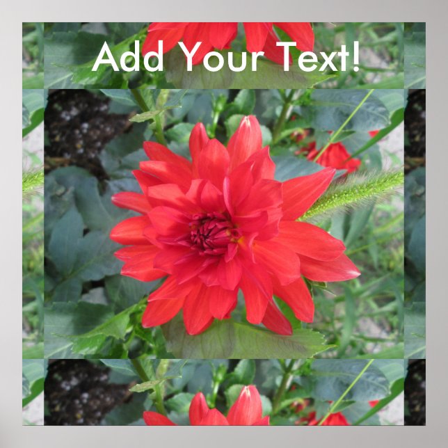 Red Dahlia Pflanze Poster (Vorne)