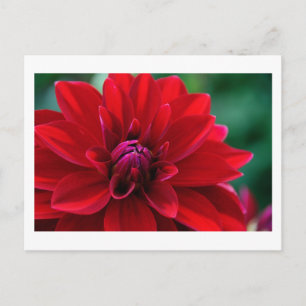 Red Dahlia Postkarte
