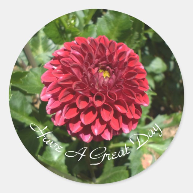 Red Dahlia Runder Aufkleber (Vorderseite)