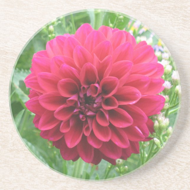 Red Dahlia Sandstone Untersetzer (Vorne)