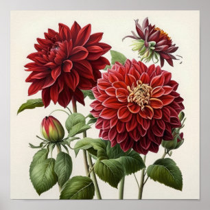 Red Dahlias Blume Art Print Poster