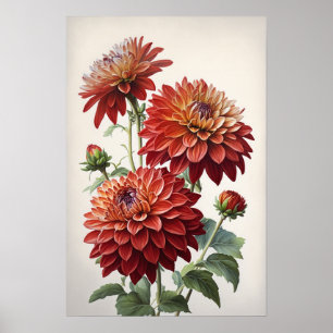 Red Dahlias Blume Art Print Poster