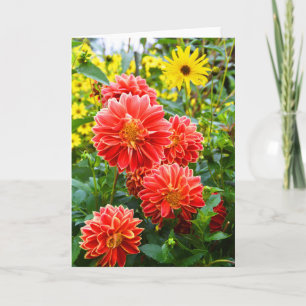 Red Dahlias Karte