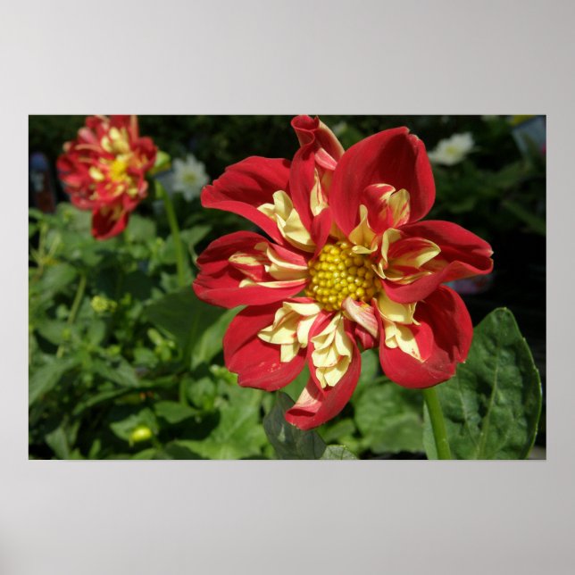 Red Dahlias Poster (Vorne)