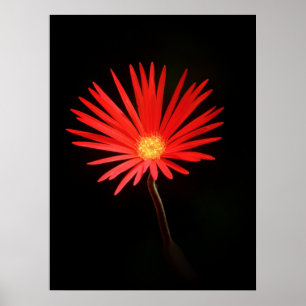 Red Daisy Blume Poster