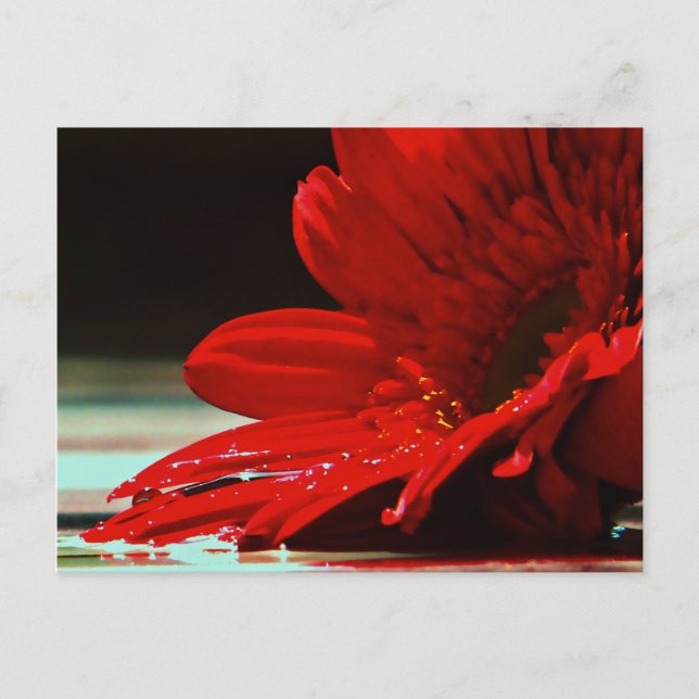 Red Daisy Gerbera Blume Postkarte (Vorderseite)