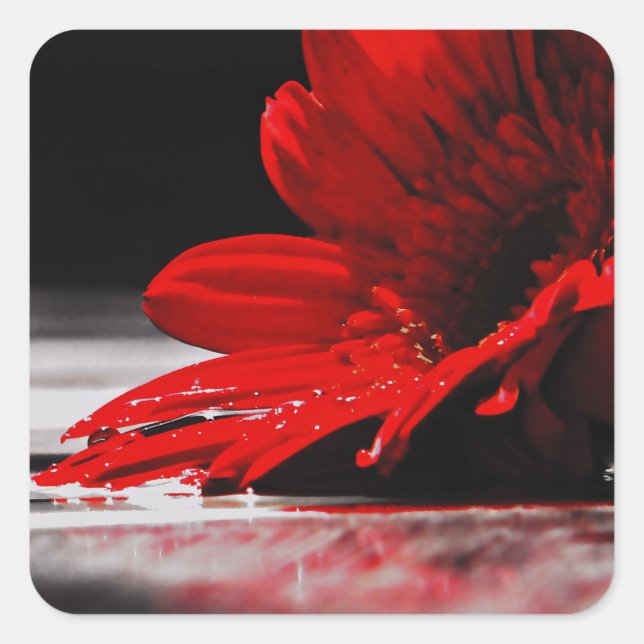 Red Daisy Gerbera Blume Quadratischer Aufkleber (Vorderseite)
