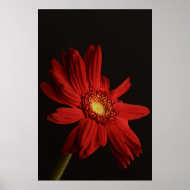 Red Daisy {Macro} Poster (Vorne)