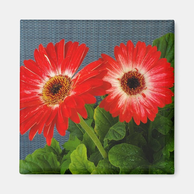 Red Daisy Magnet (Vorne)