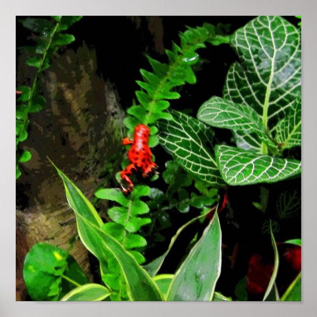 Red Dart Frog CB Poster (Vorne)