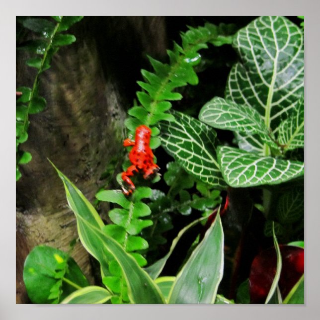 Red Dart Frog Poster (Vorne)