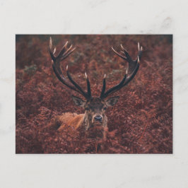 Red Deer Amidt Bracken Postcard Postkarte