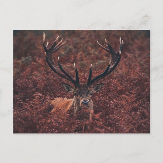 Red Deer Amidt Bracken Postcard Postkarte (Vorderseite)