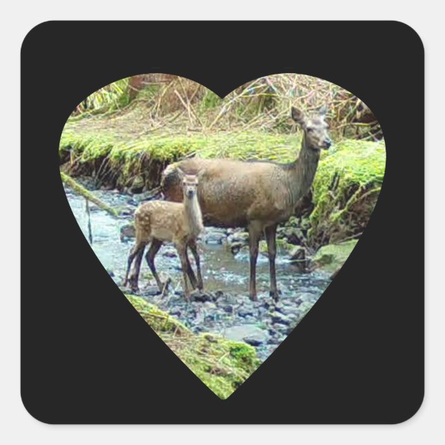 Red Deer Doe and Baby Deer Quadratischer Aufkleber (Vorderseite)