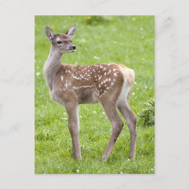 Red Deer Fawn Postcard Postkarte (Vorderseite)