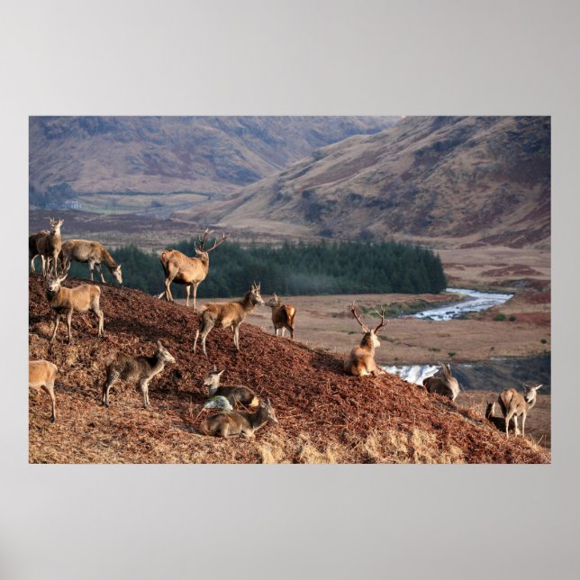 Red Deer in Glen Etive, Highlands, Schottland Poster (Vorne)