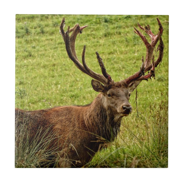 Red Deer Stag Fliese (Vorderseite)
