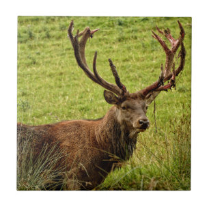 Red Deer Stag Fliese