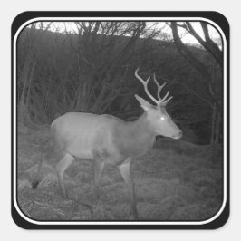 Red Deer Stag in der Abenddämmerung Quadratischer Aufkleber