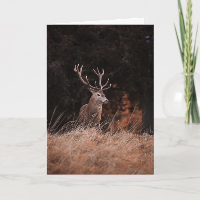 Red Deer Stag Karte (Vorderseite)
