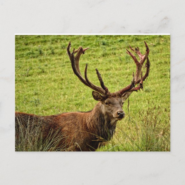 Red Deer Stag Postkarte (Vorderseite)