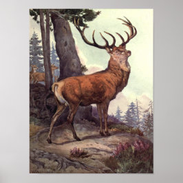 Red Deer von Winifred Austen, Vintage Wildtiere Poster