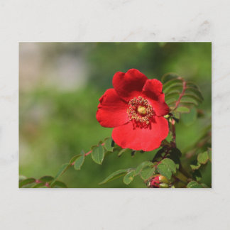 Red Delight Postkarte