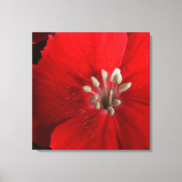 Red Dianthus Canvas Print Leinwanddruck
