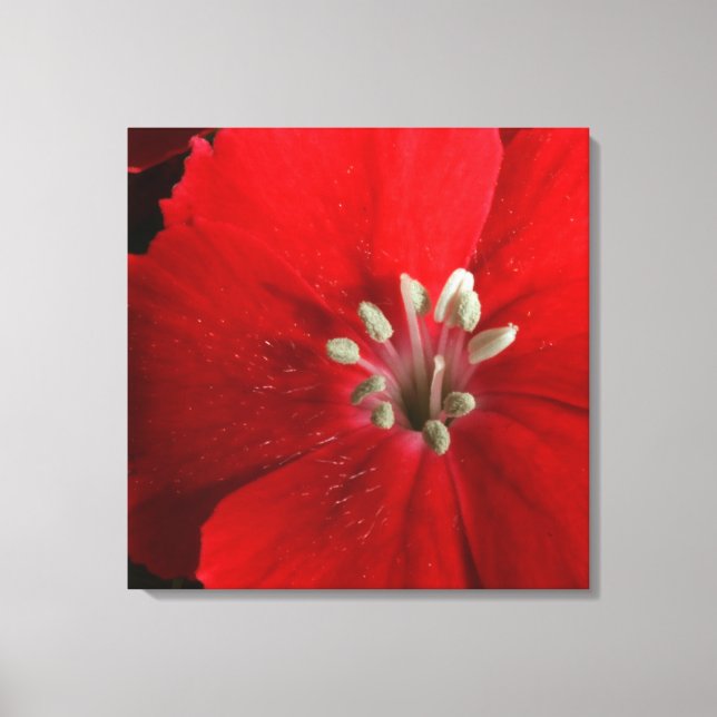 Red Dianthus Canvas Print Leinwanddruck (Vorderseite)