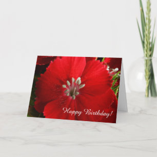 Red Dianthus Happy Birthday Grußkarte Karte