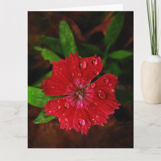 Red Dianthus with Raindrops Big Dankeschön Card Dankeskarte (Vorderseite)
