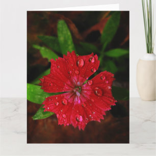 Red Dianthus with Raindrops Big Dankeschön Card Dankeskarte