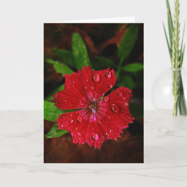 Red Dianthus with Raindrops Danke Karte (Vorderseite)