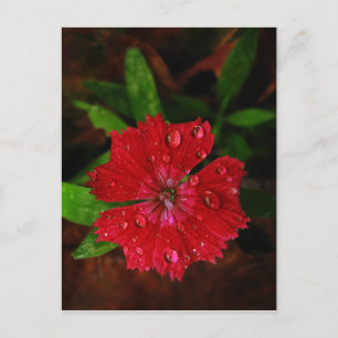 Red Dianthus with Raindrops Postkarte