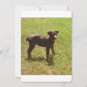 Red_doberman_puppy.png