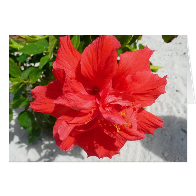 Red Double Hibisken Blume (Vorderseite (Horizontal))