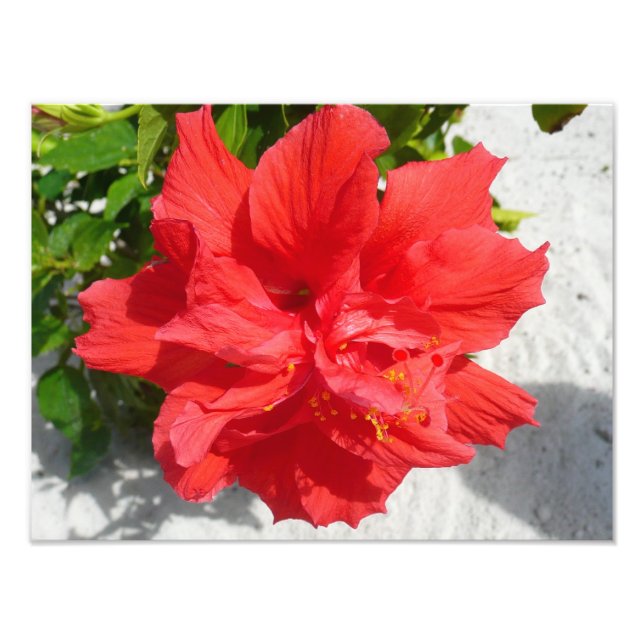 Red Double Hibisken Blume Fotodruck (Vorne)