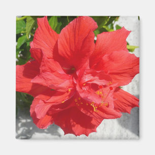 Red Double Hibisken Blume Magnet
