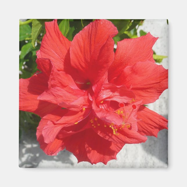 Red Double Hibisken Blume Magnet (Vorne)