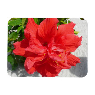 Red Double Hibisken Blume Magnet