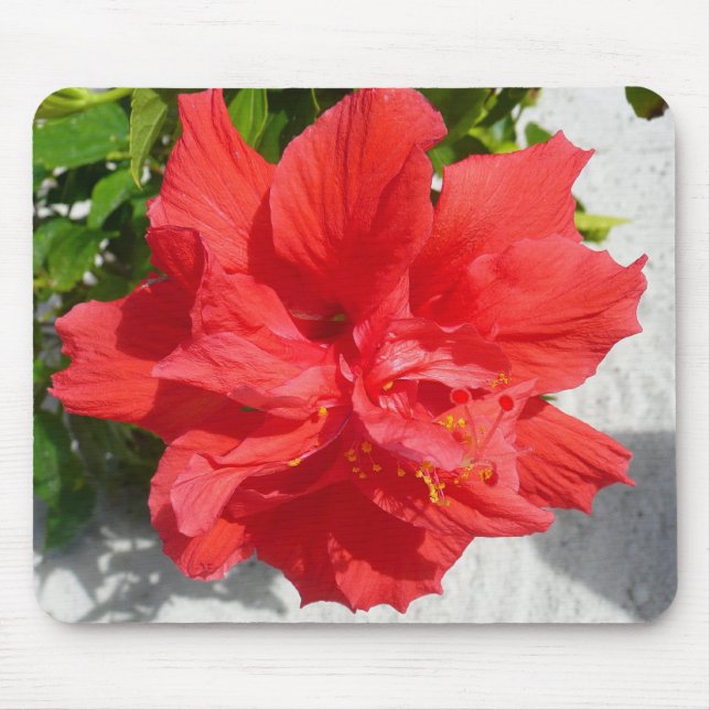 Red Double Hibisken Blume Mousepad (Vorne)
