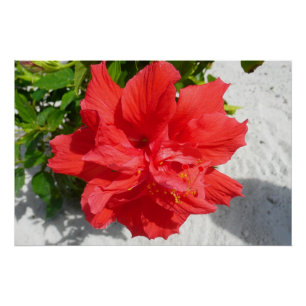 Red Double Hibisken Blume Poster